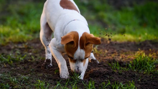 Dog digging in the garden
