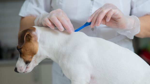 Best ways to get rid of fleas: topical treatment