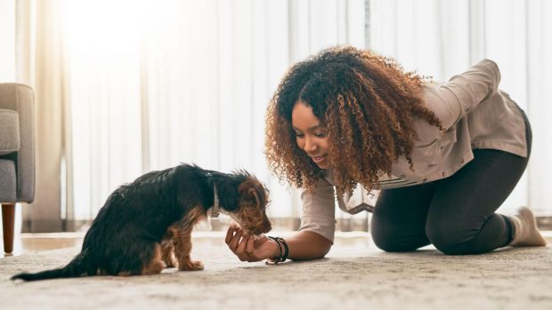 How to keep puppy entertained at home