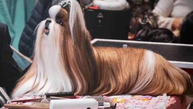 How to groom a dog: beautifully groomed Lhasa Apso