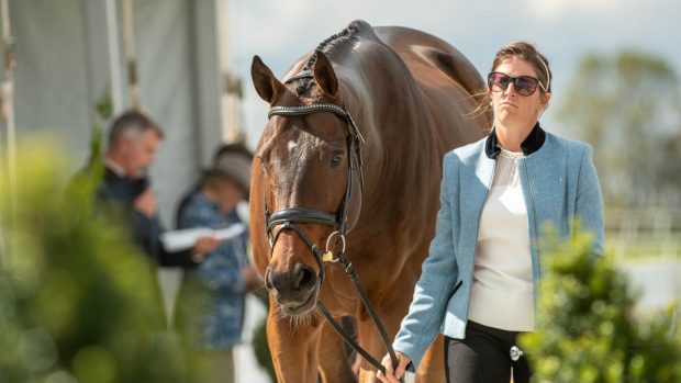 Maryland 5 Star first trot-up