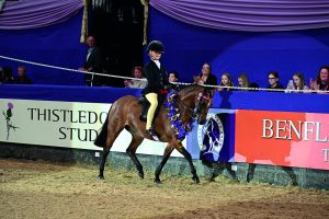 Ardenhall Blenheim, champion show pony at HOYS 2023