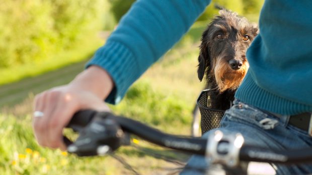 Dog riding on a bike in a specialist dog carrier for bikes