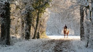 Horse rider in winter snow scene