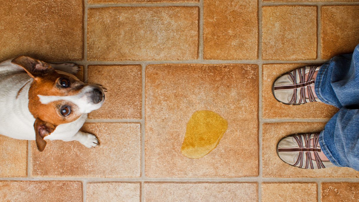 How to stop a dog peeing in the house for good Horse & Hound
