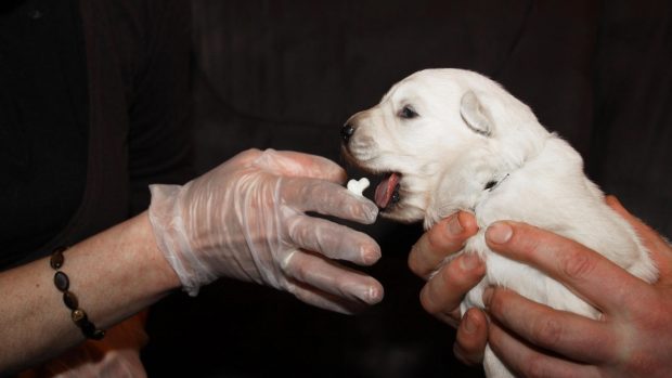 How often to worm a puppy: this puppy is given a worming tablet