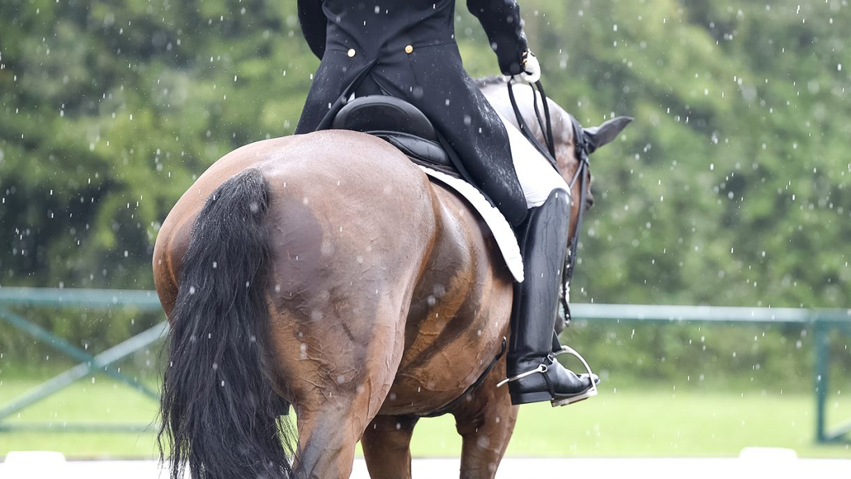 New dressage tests announced at British Dressage AGM Horse & Hound