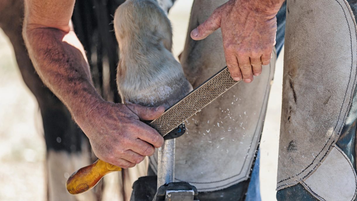 Farrier Trucks For Sale: Your Comprehensive Guide to Mobile Farrier Workshops