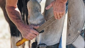 The Farrier Registration Council has withdrawn its approval of the Worshipful Company of Farriers leading to concerns for apprentice farriers waiting to sit exams. Pictured a farrier shoeing a horse.