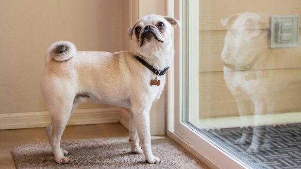 Dog waiting at the back door – house training in progress