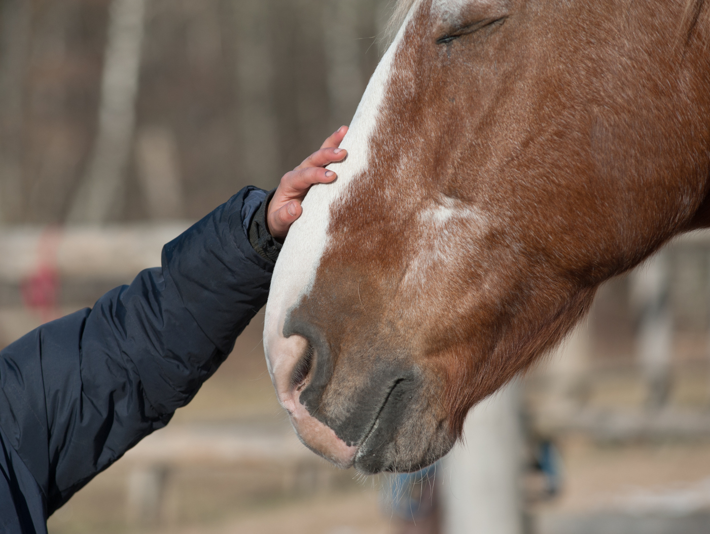 ‘Hearts and minds’: how converting proprietor behaviour can lend a hand our horses