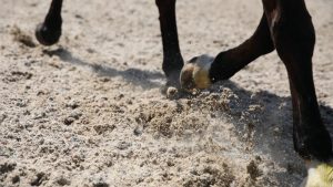 Pictured: a horse exercising on an equestrian surface