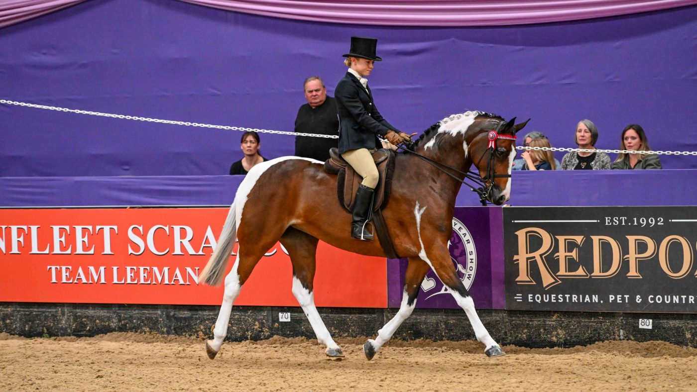 HOYS 2023 ridden colored championship: Castra