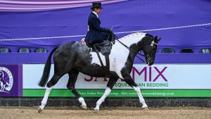 KBF Lucia, exhibited by Jayne Ross winners of the Mears Flooring Ladies Side Saddle Horse of the Year Championship during the Horse of the Year Show held at the NEC in Birmingham in UK between 4 -8 th October 2023