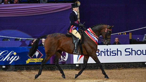 Reality Bites, exhibited by Laura Tylor winners of the SEIB Racehorse to Riding Horse of the Year Championship during the Horse of the Year Show held at the NEC in Birmingham in UK between 4 -8 th October 2023