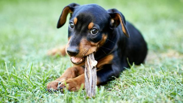 Best puppy chew toys: Pinscher puppy with chew