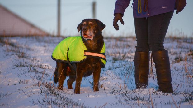 Best high vis dog coats