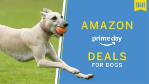 Amazon Prime Day Deals for dogs graphic
