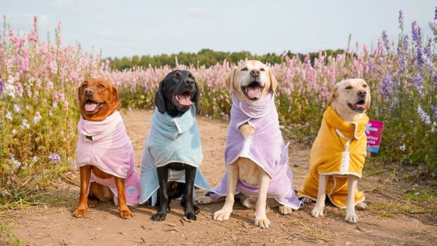 Four dogs wearing colourful drying coats