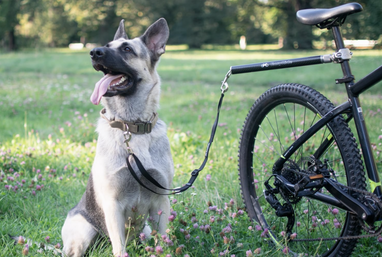 Best dog carriers for bikes so you can go exploring Horse & Hound
