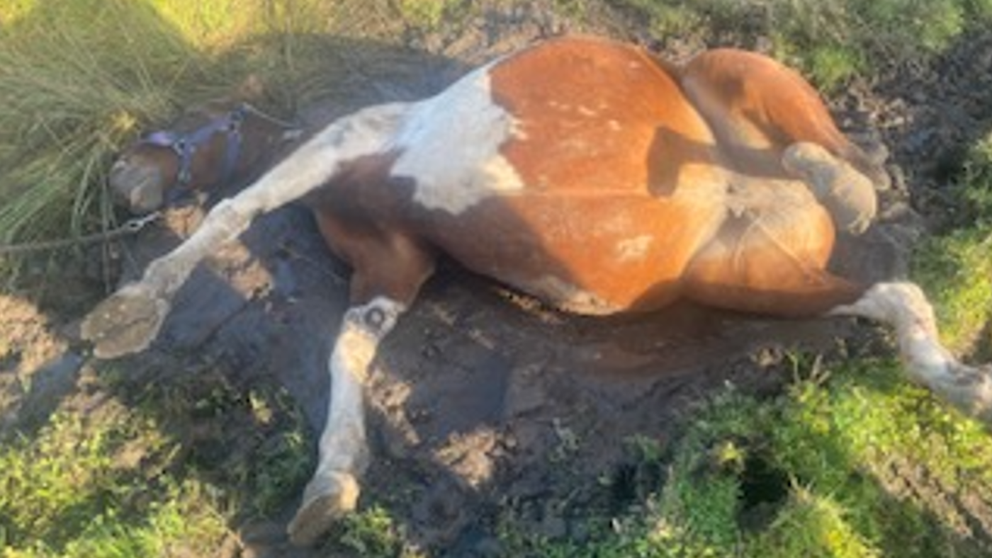 A barbed twine fence caution, a 10-year ban upheld, and different issues the pony global is speaking about