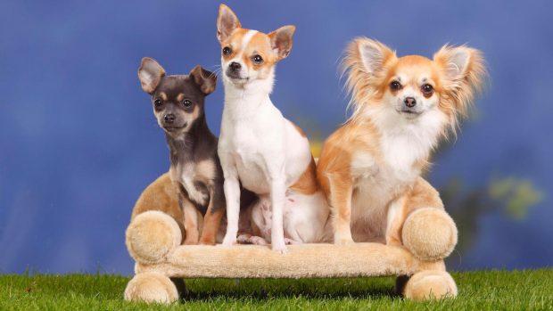 Best dog sofa with three chihuahuas