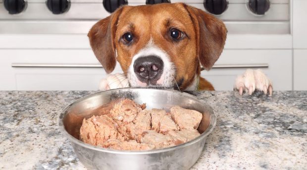 Puppy dog trying to reach wet food