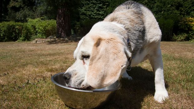 old Beagle eating; best senior dog food