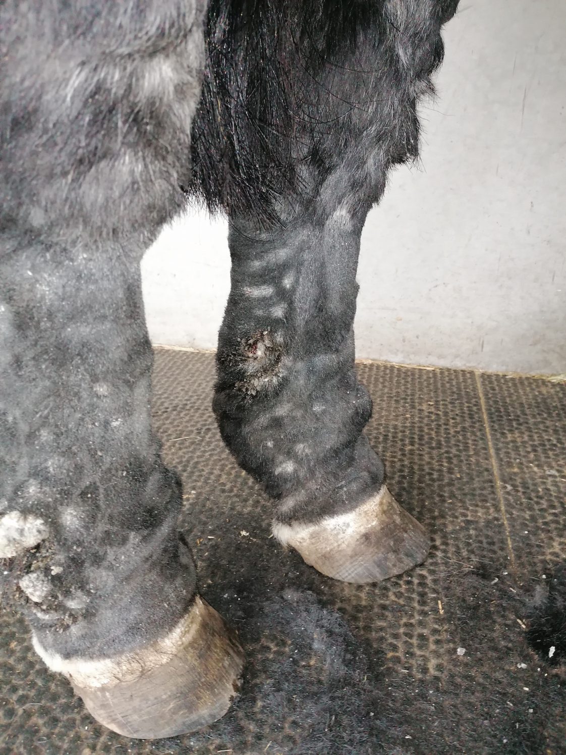Stallion with maggots ‘tunnelling’ into leg ulcers put down owner’s appeal dismissed Horse