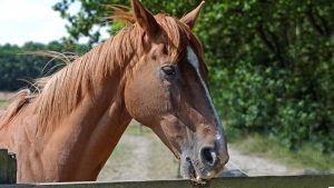 how to stop your horse chewing wod