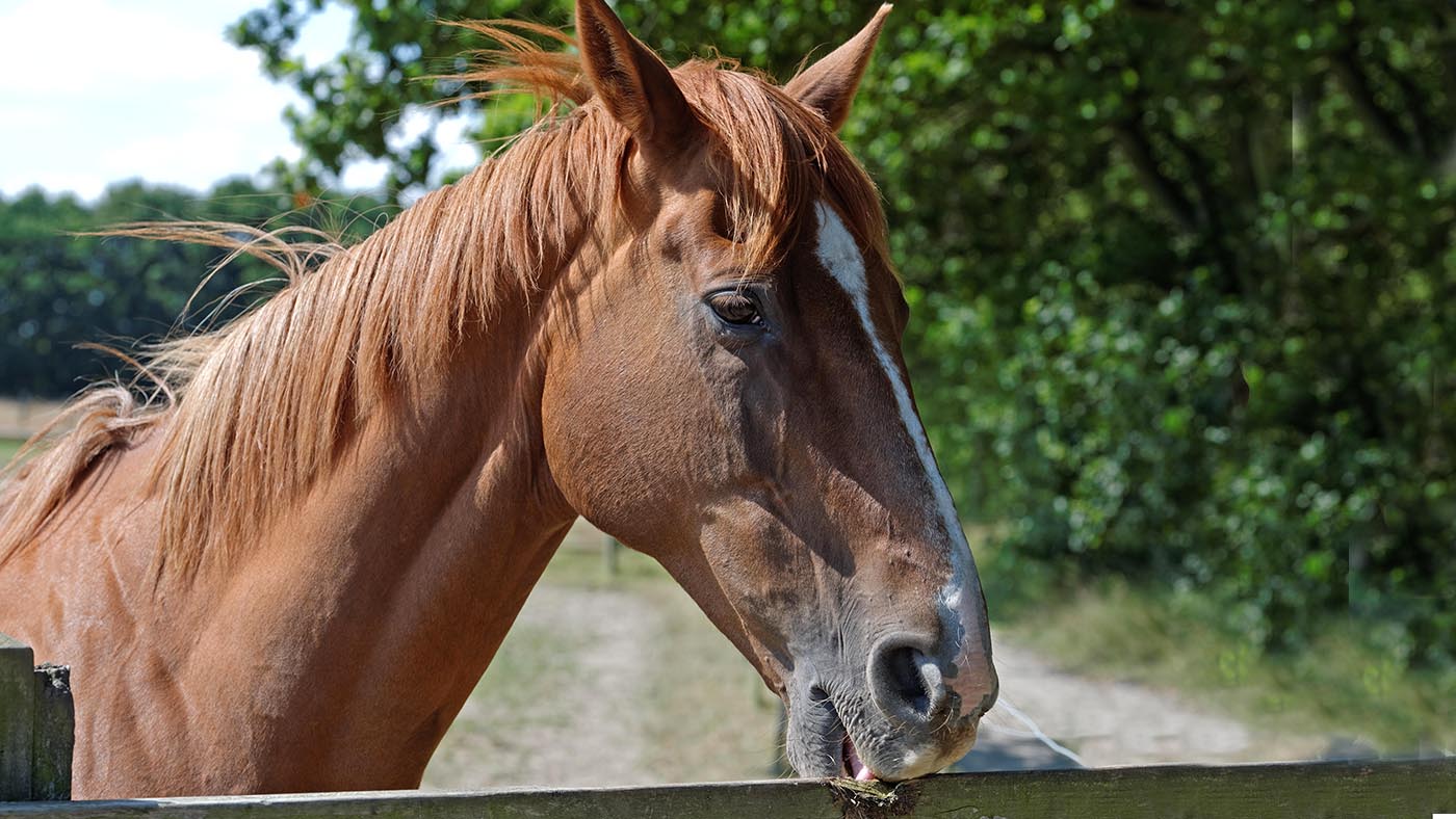 Wood chewing in horses our guide to the causes and how to prevent it