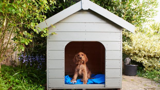 Best dog kennel
