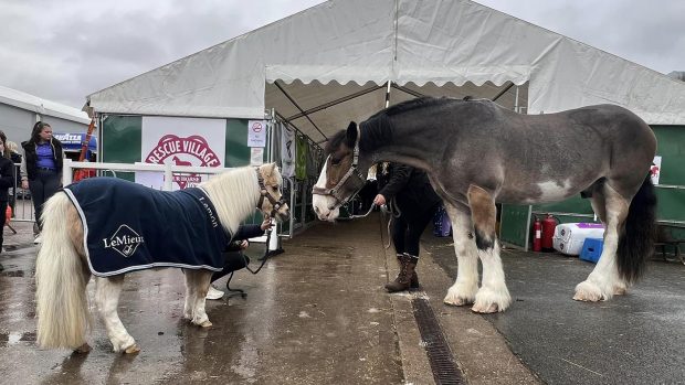 Hovis meets Lemon at Your Horse Live.