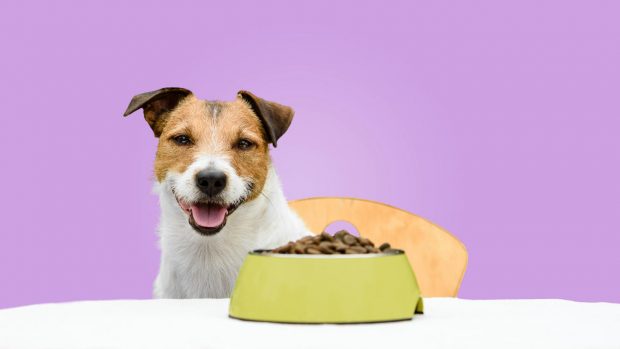 Happy dog eating grain-free dog food