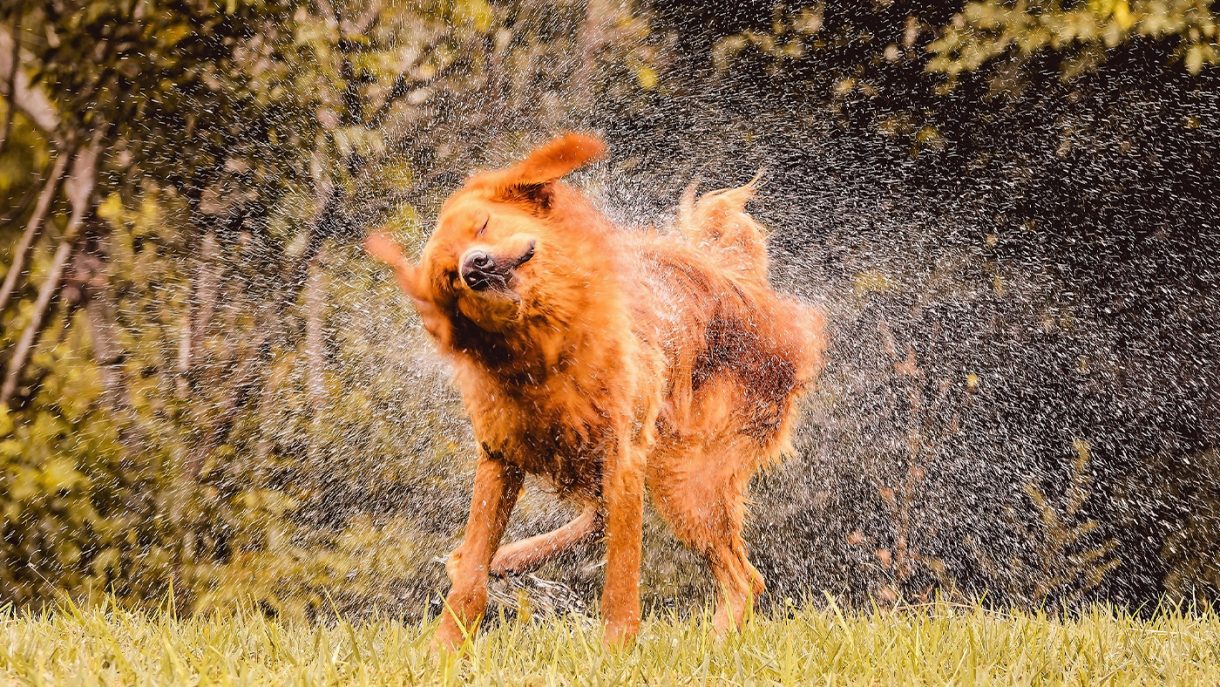 Why does my dog shake? Behaviour expert explains Horse & Hound