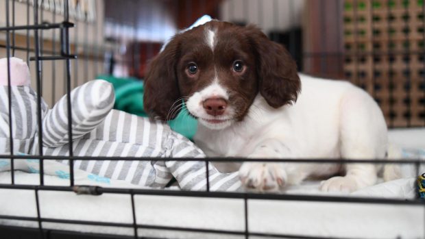 springer spaniel puppy in one of the best crates for puppies