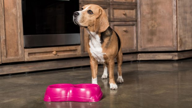 Dog waiting for food at food bowl