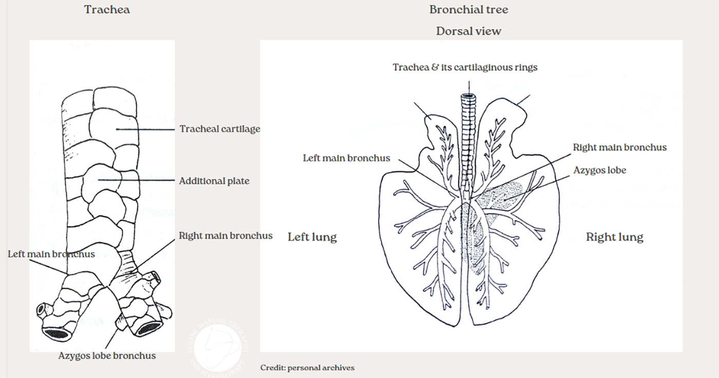 A diagram of the horse’s respiratory system