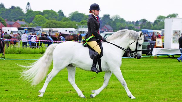 How to buy a Connemara pony