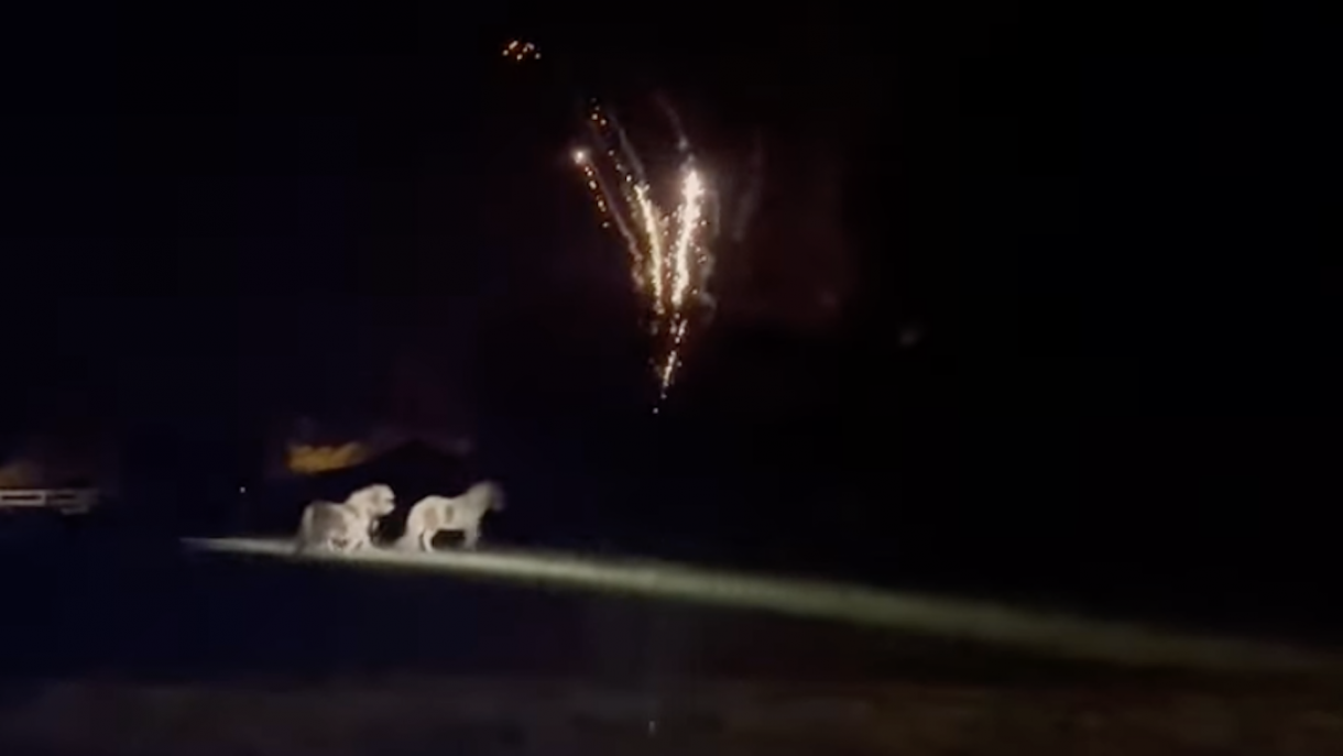 ‘We hope people will think again’ charity releases footage of