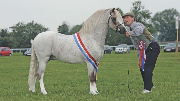 Colin Tibbey and Pinewell Bucks Fizz.