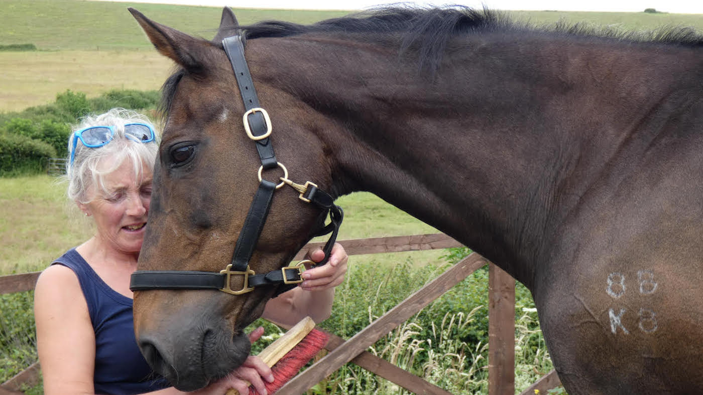 There until the very finish: proprietor of 33-year-old mare put down calls on others to do proper by way of older horses – somewhat than rehoming