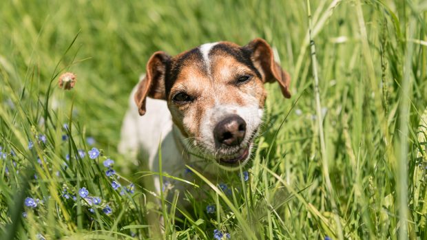 Jack Russell terrier dog eating grass
