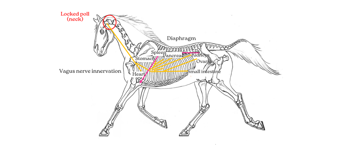 A diagram showing the vagus nerve in the horse