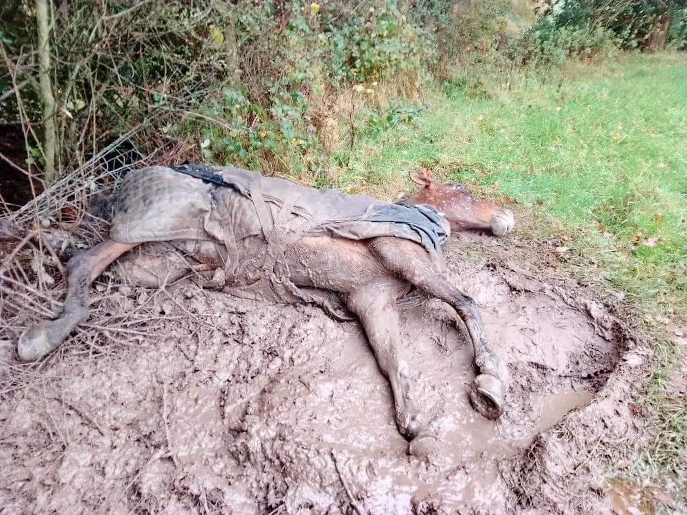 ‘This has to forestall’: horse discovered exhausted, injured and tangled in fence after fireworks within reach