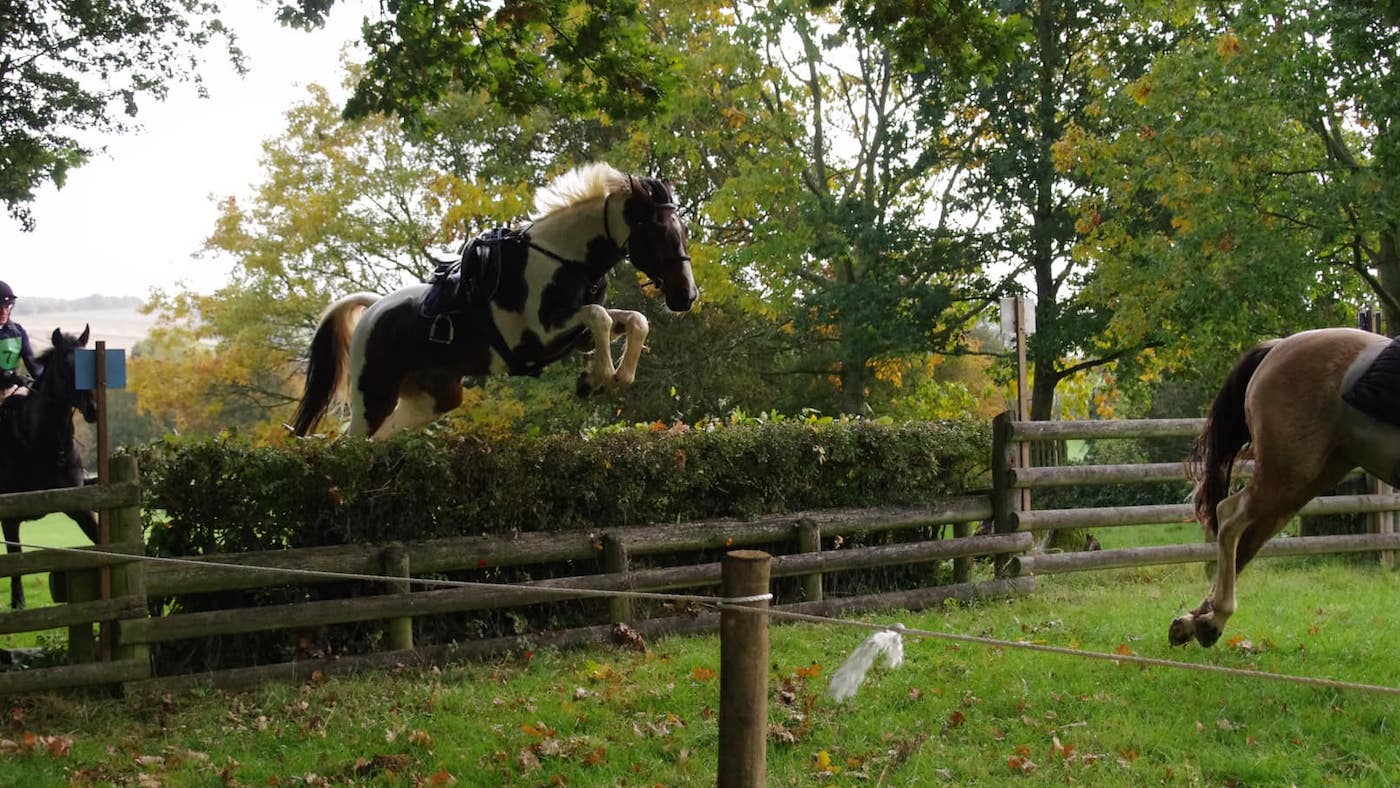 Who wishes a rider! Horse completes staff chase solo after proprietor unshipped