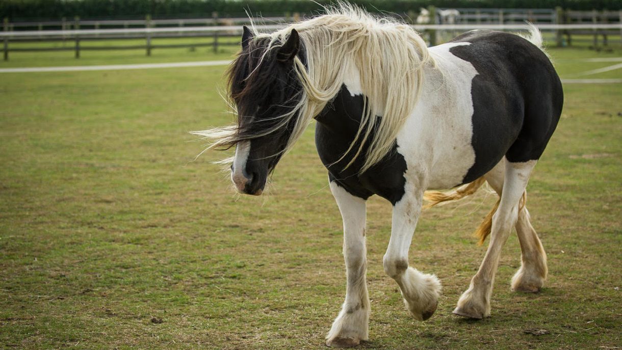 Lean horses could be as much at risk of laminitis as fat ones