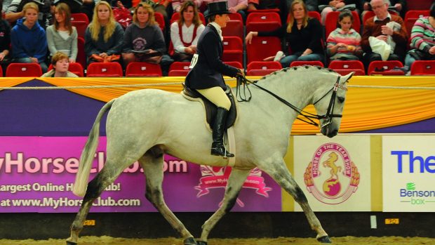 how to buy a riding horse