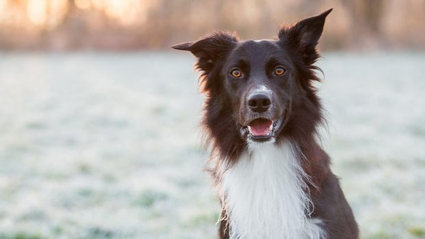 Border collie dog staring at the camera