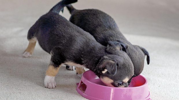 Chihuahua puppies eating small breed puppy food